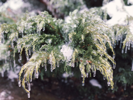 Frozen green branches of decorative spruce in the garden