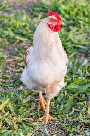 Portrait of a handsome white rooster clucking in the meadowの写真素材