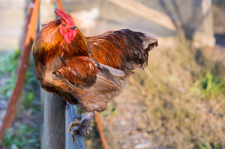 red roosterの写真素材