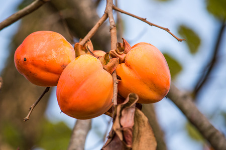 Bunch of fruits Persimmon a beautiful orange colorの写真素材