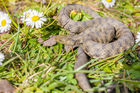 Viper is in the meadow with daisyの写真素材