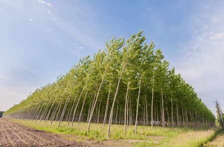 Planting of poplars for the production of celluloseの写真素材