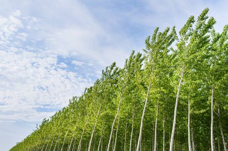Planting of poplars for the production of celluloseの写真素材