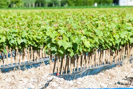 Field of rooted grafts of vineの写真素材