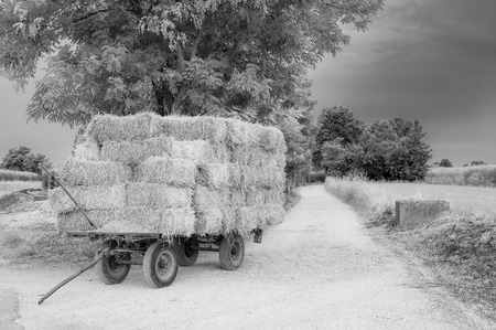 Farm cart with hay bales stacked left on the road ( black e white)のeditorial素材