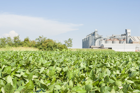 Soybean field. In the background, blurred a drying plant and storageの写真素材