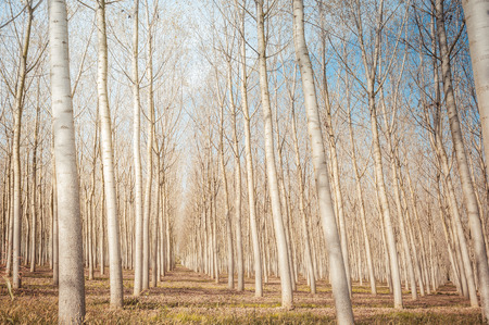 Poplar grove in autumn. Countryside scene.の写真素材