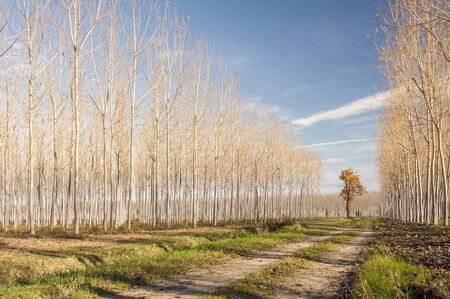 Autumn country road flanked by rows of poplars.の写真素材