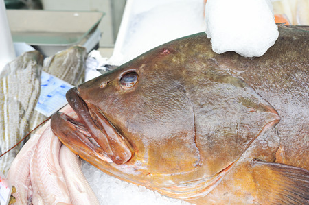 Grouper on sale at the fish market