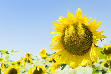 Sunflower with sunflower field and blue skyの写真素材