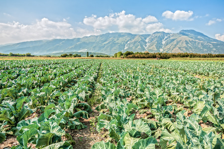 Growing vegetables. Great field of broccoli on a summer day.の写真素材