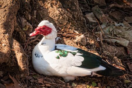 Muscovy duck (Cairina moschata). Domestic duck.の写真素材