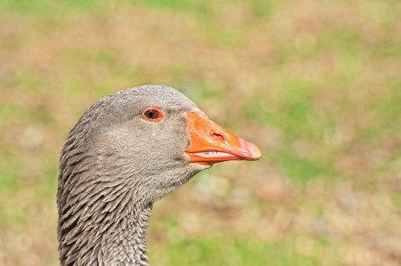 Portrait of Greylag Goose. Domestic goose.の写真素材