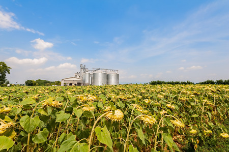 Field of sunflowers ready for harvest. In the background, blurry agricultural silos.の写真素材