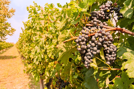 Bunches of grapes in the vineyard at sunset.  Grape harvestの写真素材