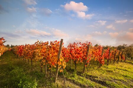 Landscape with red leaves autumn vineyards. Agricultural scene at fall.の写真素材
