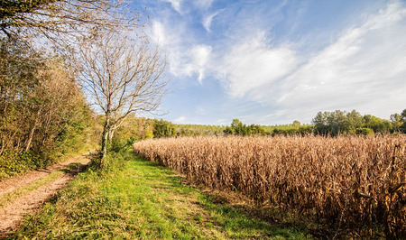 Agricultural landscape. Field of corn ready for harvest. Trees, sky and country road.の写真素材