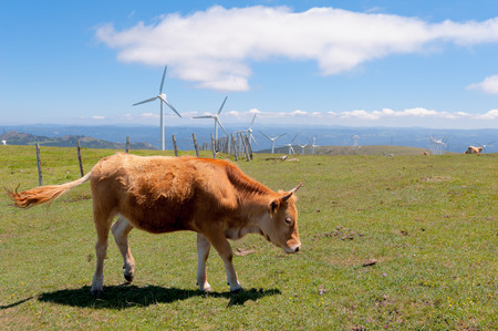 Cow eating grass in the meadow. On background the wind turbines for production of electricity.の写真素材