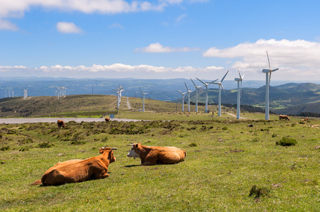 Cow eating grass in the meadow. On background the wind turbines for production of electricity.の写真素材