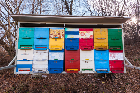 Hives of bees in the apiary.の写真素材