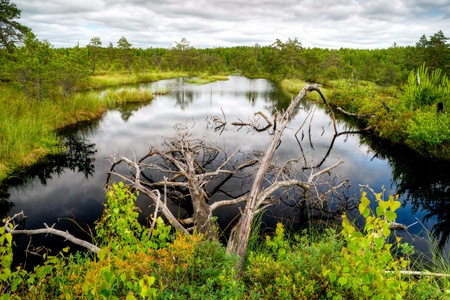 Beautiful wetland  Yaroslavl region, Russia の写真素材