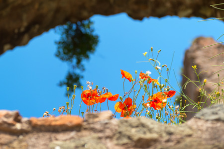Poppy flowers growing in the Roman forum, Rome, Italyの写真素材