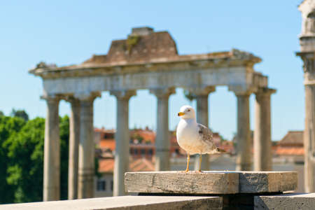 Seagull is the ruins of the Roman Forum in Rome, Italyの写真素材
