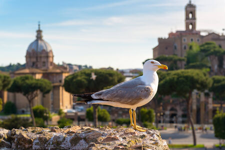 Beautiful seagull against the backdrop of the Roman Forum in Rome, Italyの写真素材