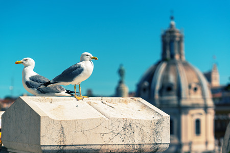 Gulls in the Roman Forum in Rome, Italy. Vintage Photo.の写真素材