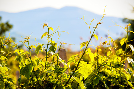 Sunny vineyard on the background of mountainsの写真素材
