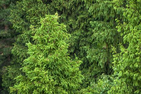 Green spruce forest for backgroundの写真素材