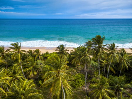 Aerial view of tropical beach with palmsの写真素材
