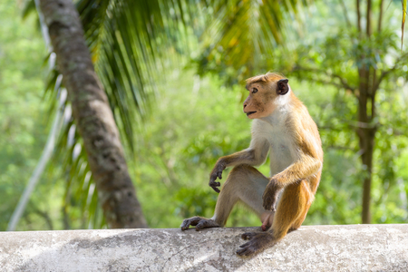 The monkey is in the ancient Buddhist rock temple in Mulkirigala, Sri Lankaの写真素材