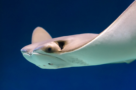 Stingray swims in deep water. Head of stingray closeup. の写真素材