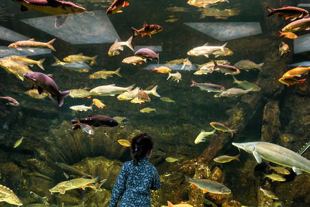 Child looks at the sea fish in aquarium. Little girl admires the aquatic life in the zoo. Many colorful fish swim in a large aquarium. Baby watches into the big beautiful aquarium.の写真素材