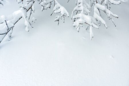 Background of snow texture with copy space for text. Plain snowy pure landscape. Scene of white surface and branches in winter. Bright fresh snow closeup.の写真素材