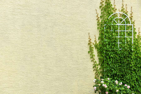House wall overgrown with ivy and flowers, outdoor detail for background. Yellow plaster of modern rural cottage or city building. Light home exterior, wall covered by green plants in summer.の写真素材