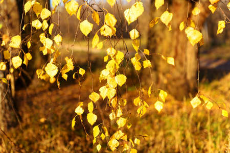 Autumn park, yellow orange leaves of tree close-up, selective focus. Scene in autumn forest for background, beautiful fall nature. Autumn season concept.の写真素材