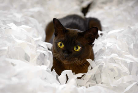 Burma cat lying in pile of cut paper, cute brown Burmese cat plays with white strips confetti. Playful Burmese European cat with chocolate fur color relaxes at home. Pet, shipping and shredding.の写真素材