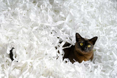 Burma cat lying in filler box packaging, young brown Burmese cat plays with white confetti strips. Playful Burmese European cat relaxes on cut paper heap at home. Cute pet on white background.の写真素材