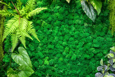 Moss in home interior, vertical garden texture background. Nature green plants on inside wall, beautiful modern decor of living room or office. Cozy ecological design with house landscaping indoor.の写真素材