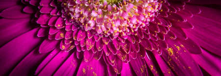 Flower close-up, macro photography of purple gerbera flower. Floral texture for background, detail of nice red flower with petals and pollen. Panoramic view of beautiful fresh plant. Nature concept.の写真素材