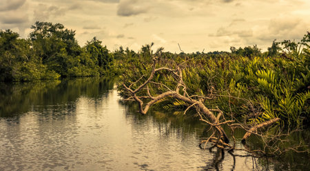 Jungle at sunset near Tangalle, Sri Lanka. Scenery of tropical river, lagoon in rainforest in the evening. Landscape of wetland, ocean forest. Theme of nature, wildlife, water, calm and travel.の写真素材