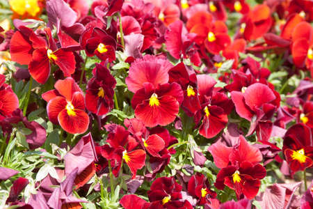  Pansy Flowers の写真素材