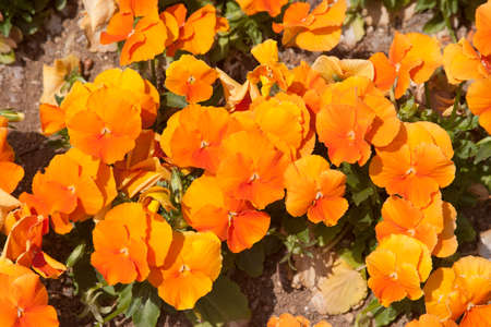  Pansy Flowers の写真素材