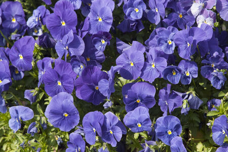  Pansy Flowers 