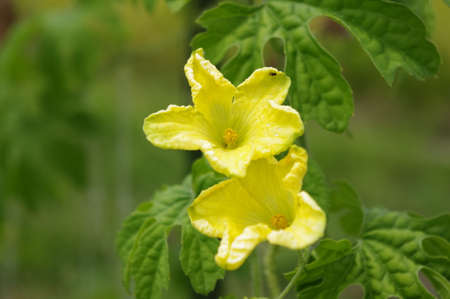 yellow flowerの写真素材