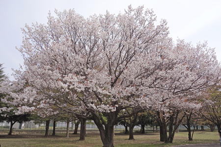 2014 shooting of Sakuraの写真素材