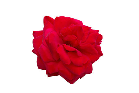 Red rose on a white backgroundの写真素材
