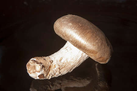 mushroom on black backgroundの写真素材